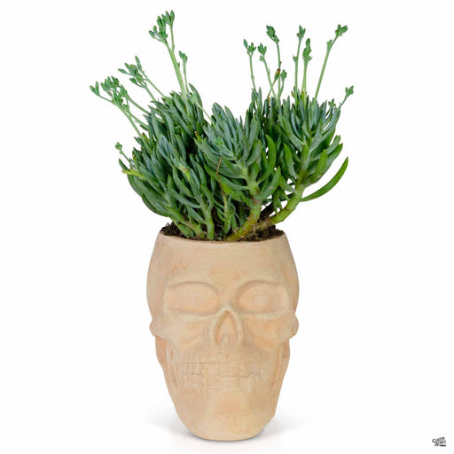 Ceramic Skull Planter