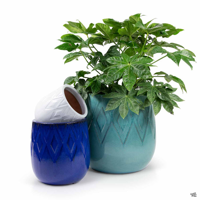 Deuce Diamond Planters with Plant