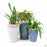 Indira Tall Lava Planters with Plants