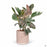 Leaf Stripe Planter