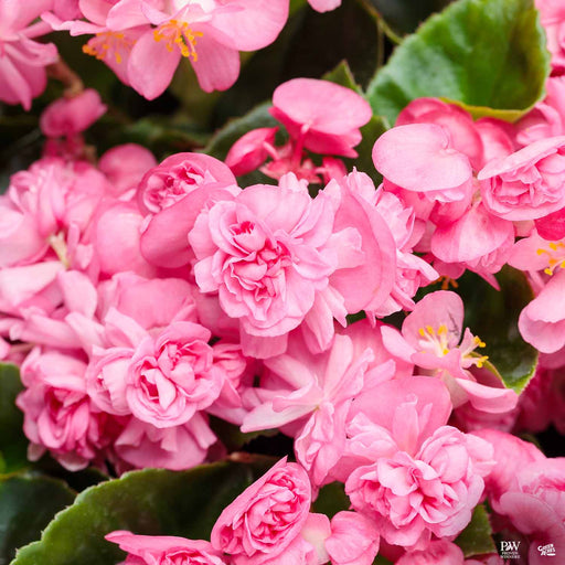 Double Up Pink Begonia
