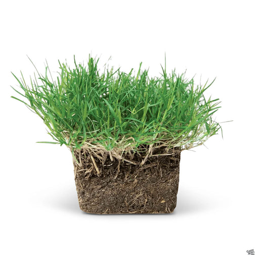 Bethel Farms Sod Pods Bermuda Grass Single Pod