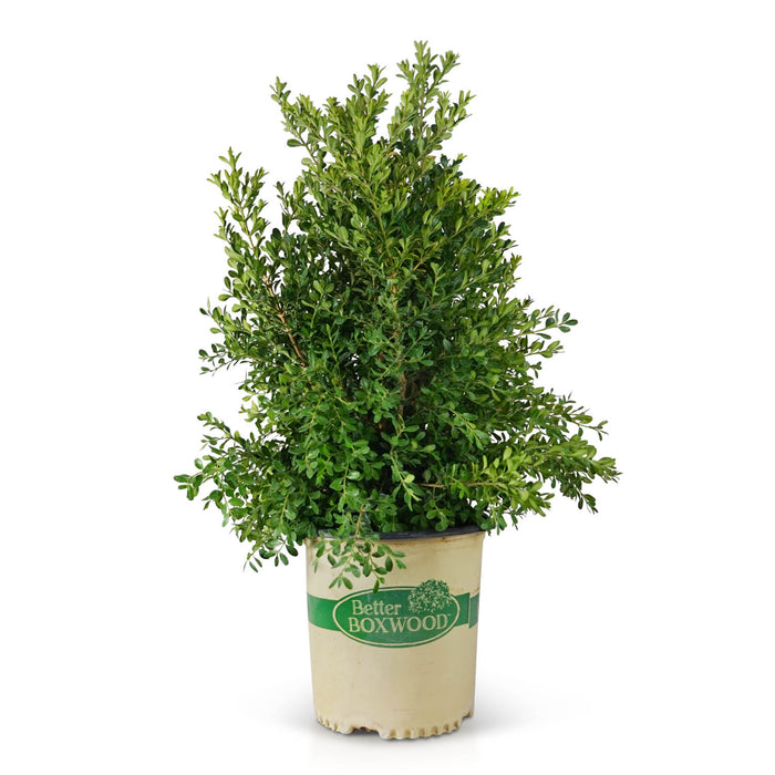 Better Boxwood Skylight 02T