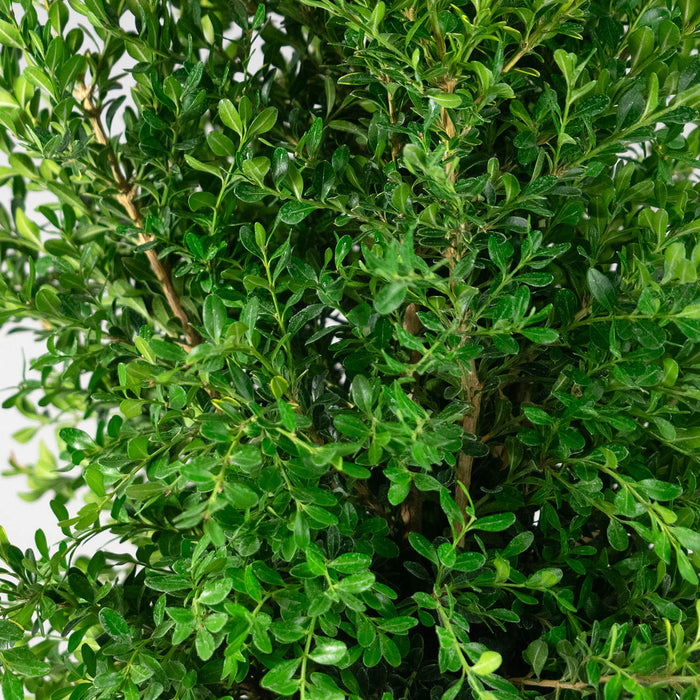 Better Boxwood Skylight