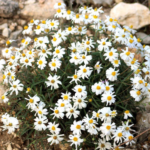 Blackfoot Daisy