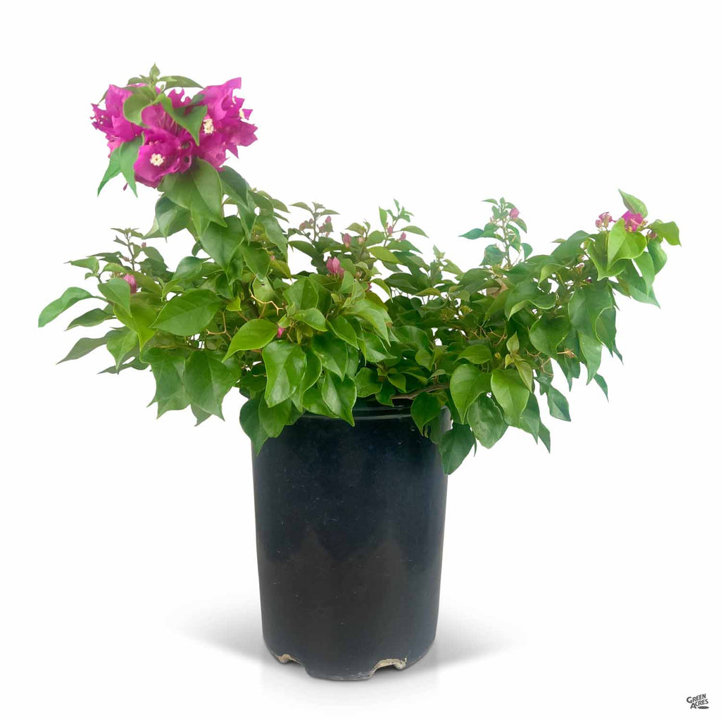 Bougainvillea — Green Acres Nursery & Supply