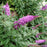 Butterfly Bush Pugster Pinker