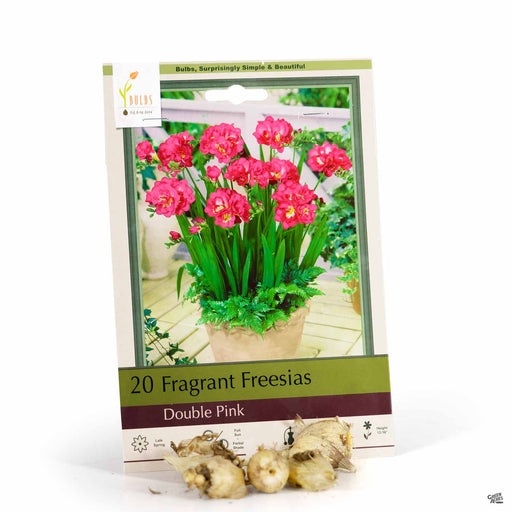 Fragrant Freesias Double Pink 20-pack