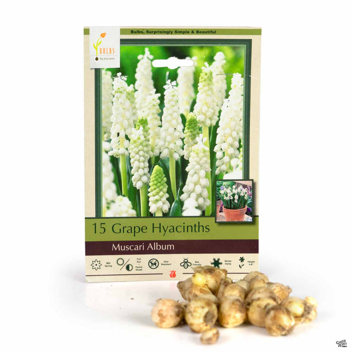 Grape Hyacinths - Muscari Album 15-pack
