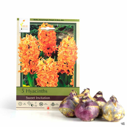Hyacinths - Sweet Invitation 5- pack