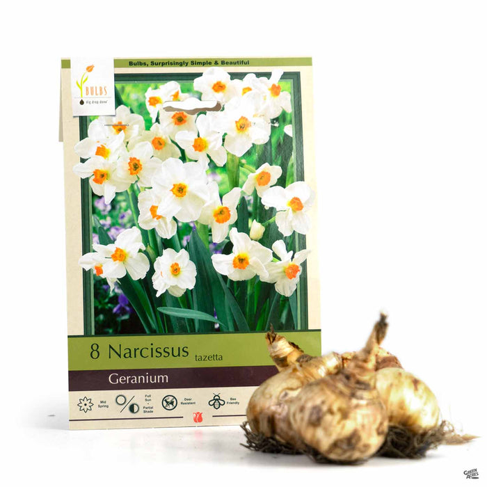 Narcissus tazetta - Geranium 8- pack