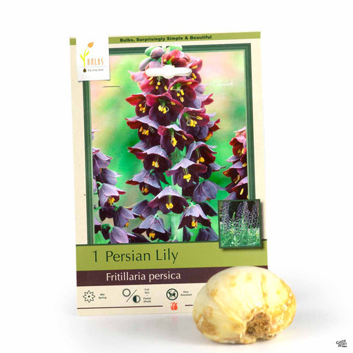 Persian Lily - Fritillaria persica - 1- pack