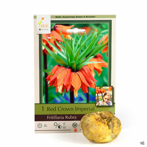 Red Crown Imperial - Fritillaria rubra - 1-pack