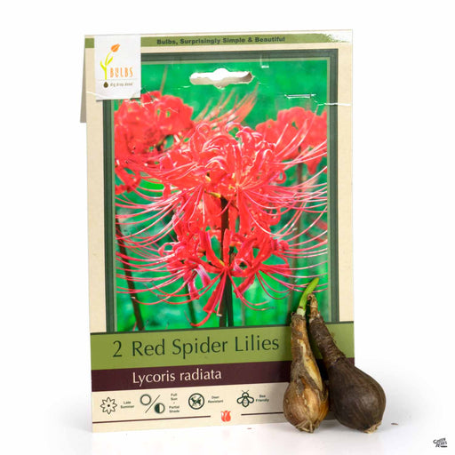 Red Spider Lilies - Lycoris radiata 2-pack
