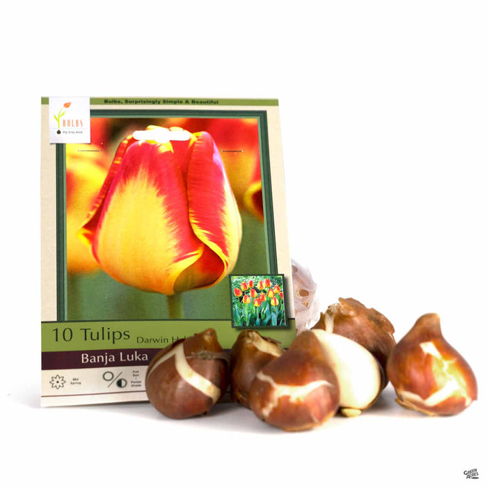 Tulips Darwin Hybrid Banja Luka 10-pack