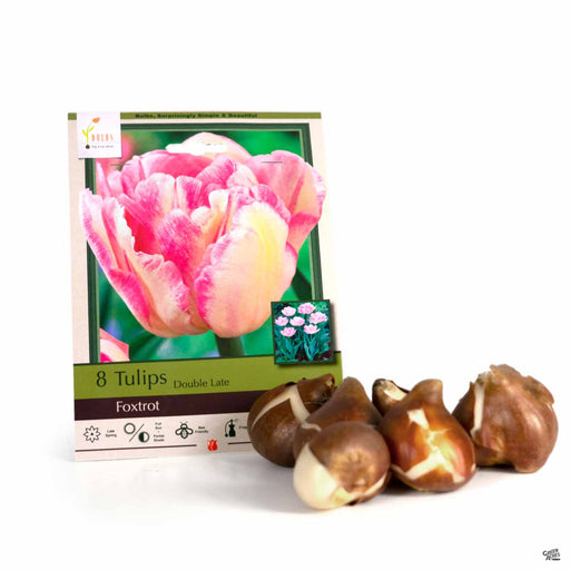 Tulips Double Late Foxtrot 8-pack
