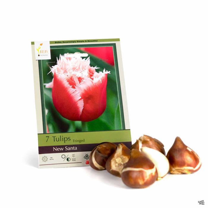 Tulips Fringed New Santa 7-pack