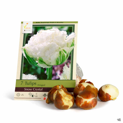 Tulips Fringed Snow Crystal 7- pack