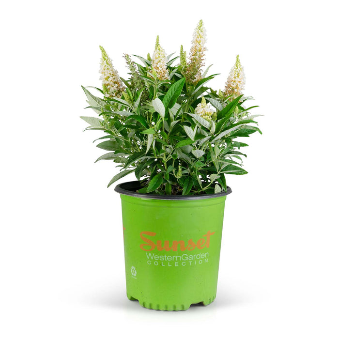 Butterfly Candy Lil Coconut Butterfly Bush 02T