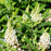 Butterfly Candy Lil Coconut Butterfly Bush