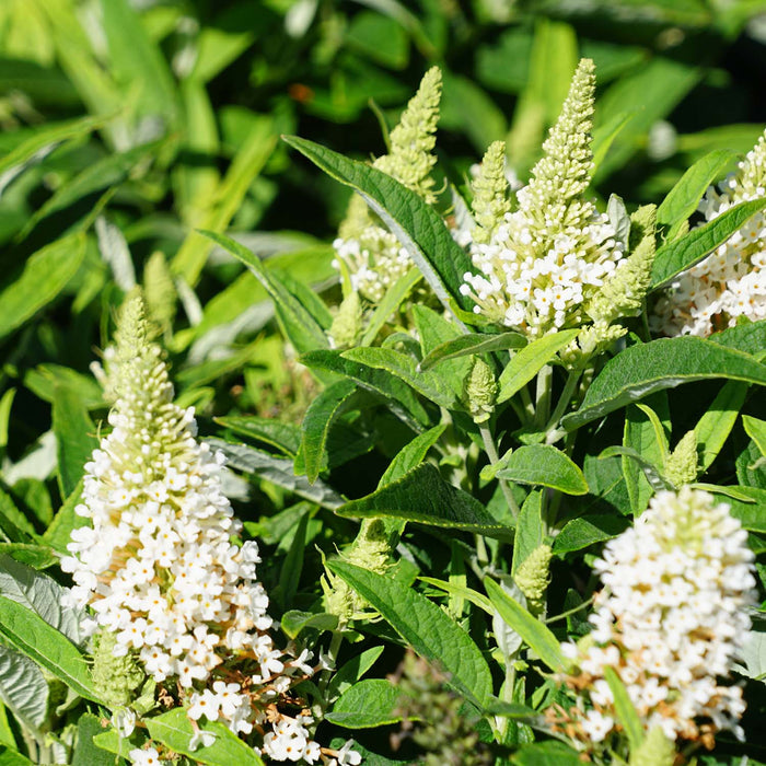 Butterfly Candy Lil Coconut Butterfly Bush