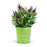 Butterfly Candy Lil Grape Butterfly Bush 02T
