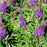 Butterfly Candy Lil Grape Butterfly Bush