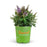 Butterfly Candy Lil Lavender Butterfly Bush 02T