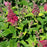 Butterfly Candy Lil Raspberry Butterfly Bush