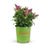 Butterfly Candy Lil Taffy Butterfly Bush 02T