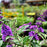 Butterfly Bush Chrysalis Purple