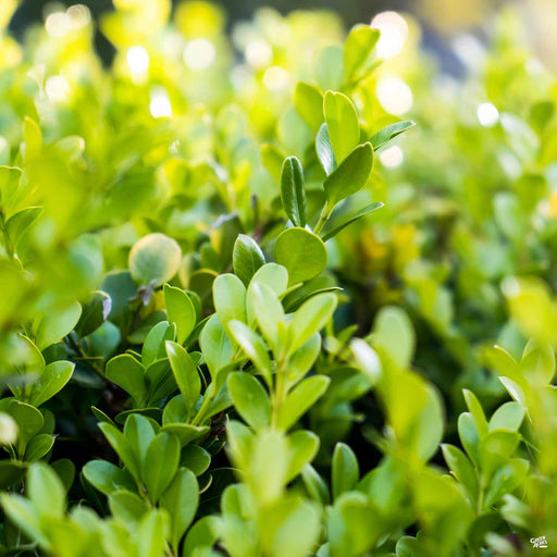 Faulkner Boxwood