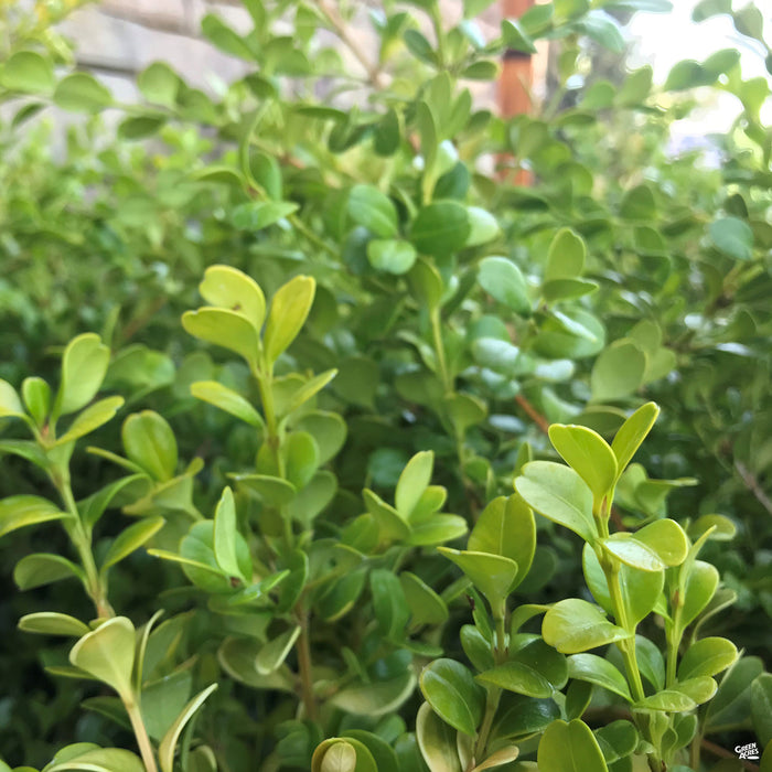 Japanese Boxwood