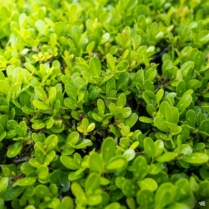 Japanese Boxwood