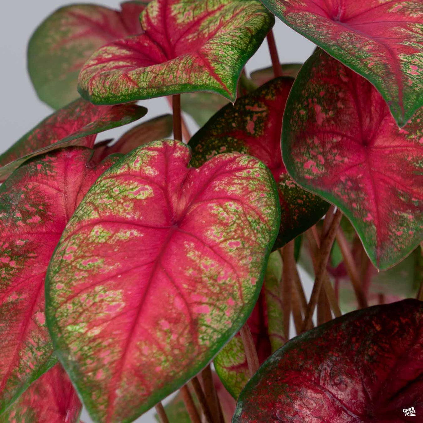 Caladium