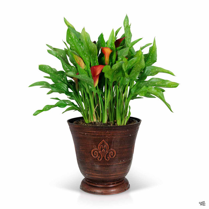 Calla Lily Orange 10 inch cache
