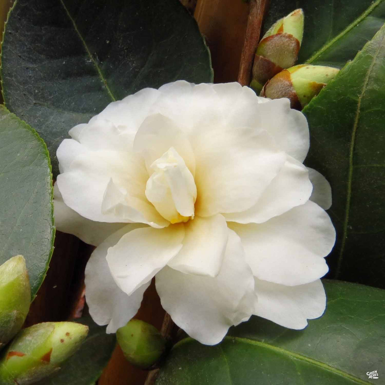 Camellia