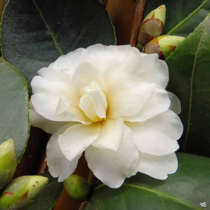 Camellia Buttermint