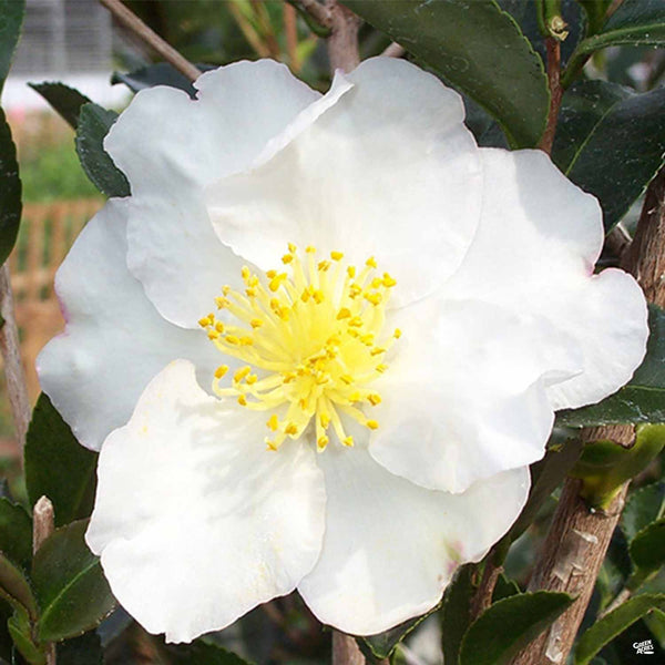 Camellia s. 'Setsugekka' | Monrovia — Green Acres Nursery & Supply