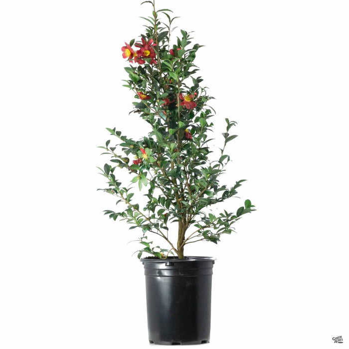 Camellia Yuletide 5 gallon Matsudas