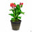 Canna CannaSol Happy Carmen 12 inch cache pot