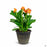 Canna CannaSol Happy Cleo 12 inch cache pot