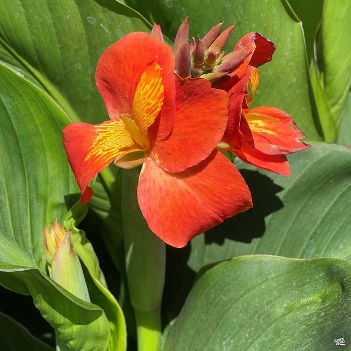 Canna CannaSol Happy Cleo