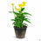 Canna CannaSol Happy Emily 12 inch cache pot