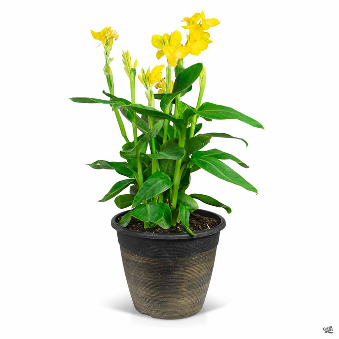 Canna CannaSol Happy Emily 12 inch cache pot