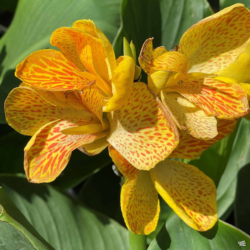 CannaSol™ Canna — Green Acres Nursery & Supply