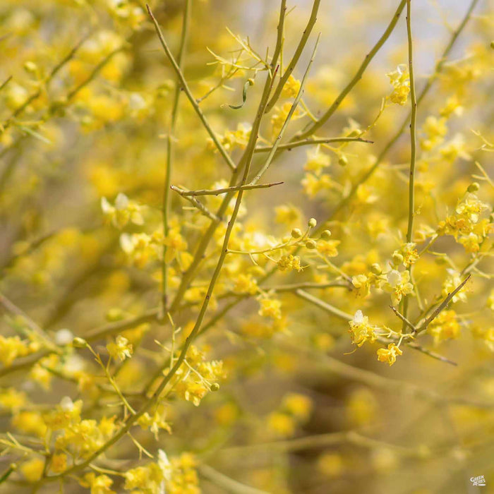 Palo Verde Desert Museum Blossoms