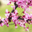 Eastern Redbud Merlot