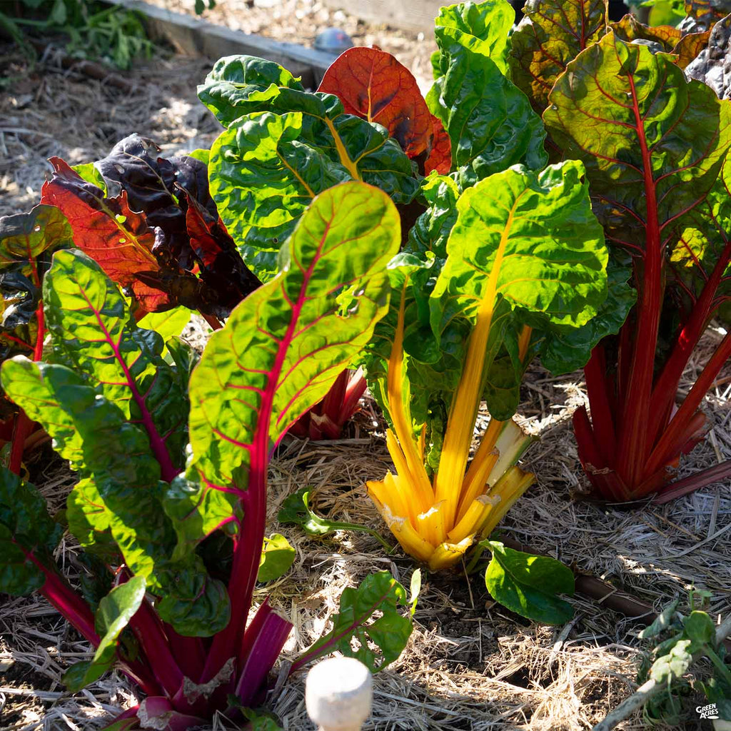Growing Swiss Chard Bright Lights Bright Lights Swiss Chard | Two Live