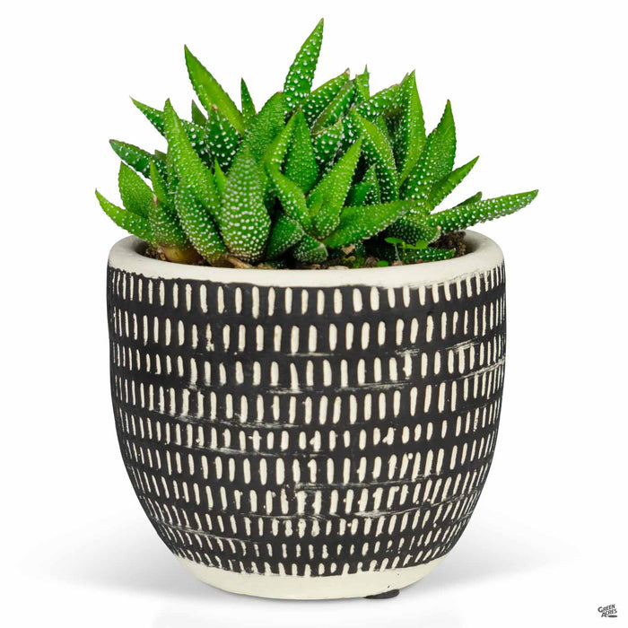 Sankabe Dotted Pot 4 inch with Haworthia